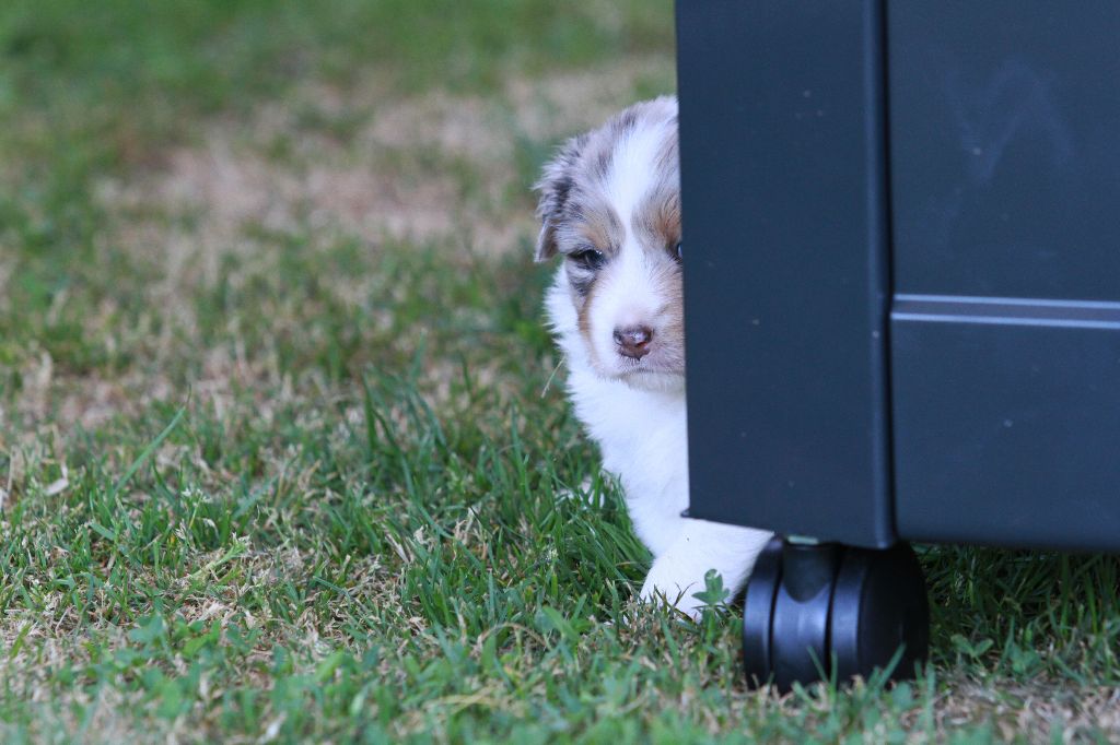 des aussies de la haye - cache-cache