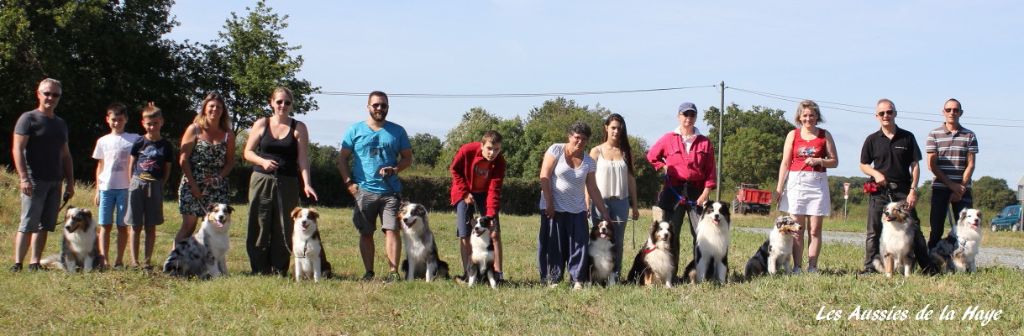 des aussies de la haye - Photo de famille