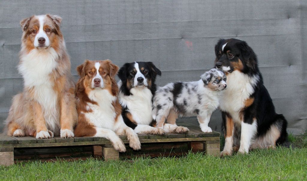 des aussies de la haye - En famille