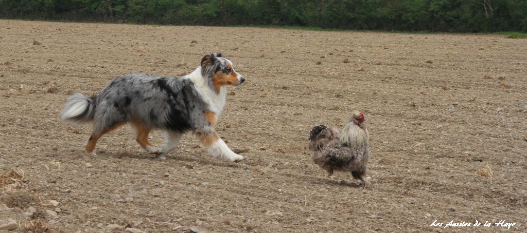 des aussies de la haye - Gaia (Hermine/DJ 2011)