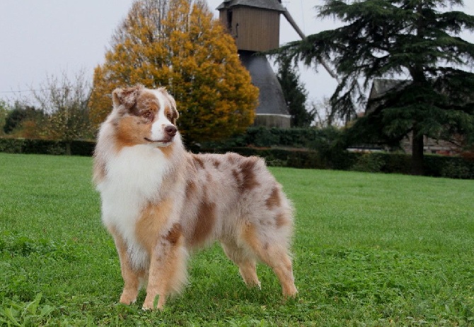 des aussies de la haye - les chiots d'Early