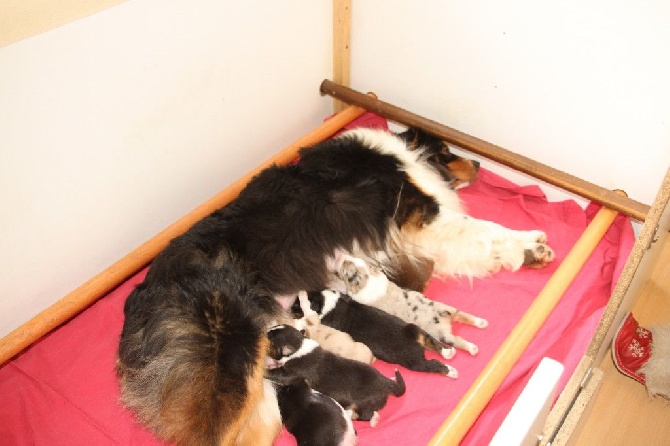 des aussies de la haye - les chiots de Granola