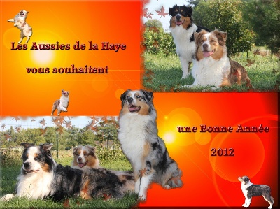 des aussies de la haye - Bonne Année 2012