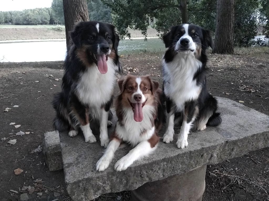 des aussies de la haye - Perceval, Obsi et Celtic en balade.