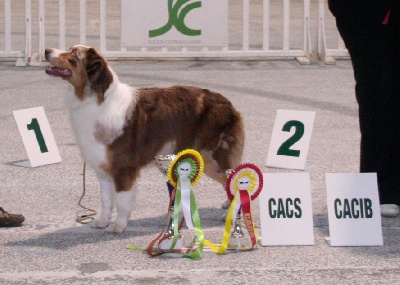 des aussies de la haye - Spéciale de Race à Nantes