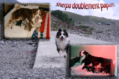 des aussies de la haye - Sherpa doublement papa!!!
