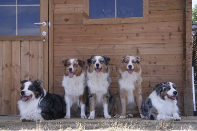 des aussies de la haye - Dune en vacances