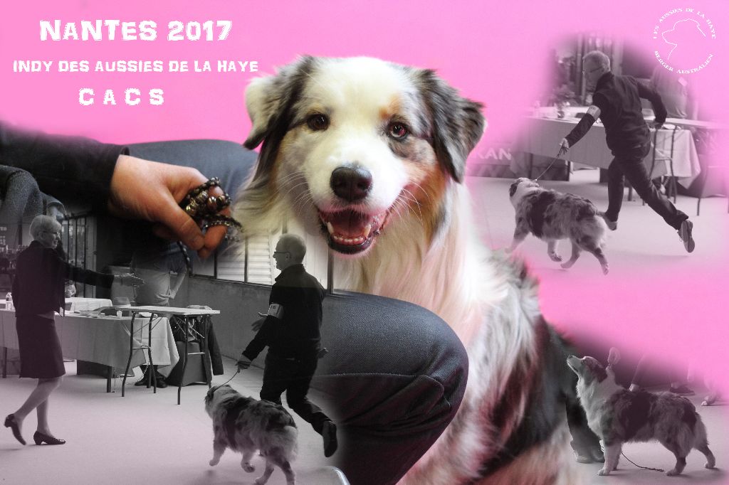 des aussies de la haye - Exposition Canine Nationale de Nantes