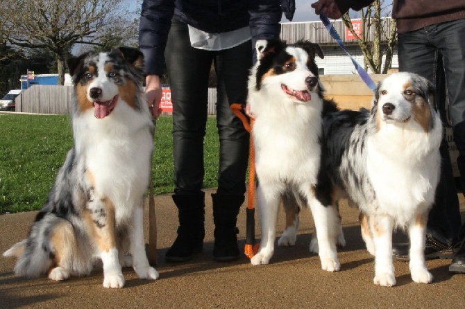 des aussies de la haye - Les Aussies de la Haye à l'expo de Nantes