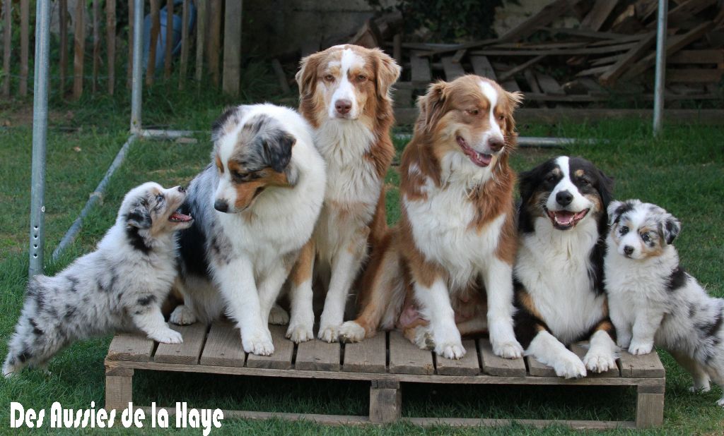 des aussies de la haye - en famille