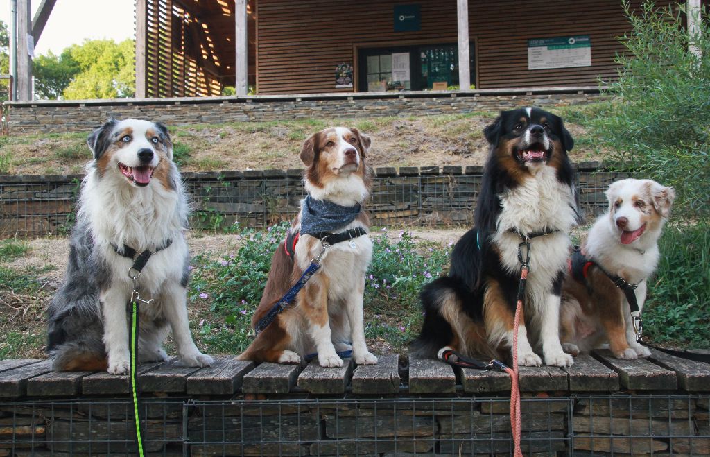 des aussies de la haye - Balade