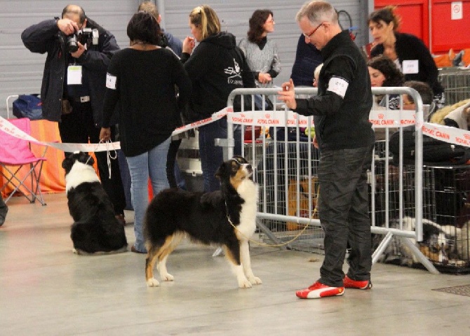 des aussies de la haye - Exposition canine nationale du Mans
