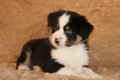 des aussies de la haye - Les chiots d'Hermine 