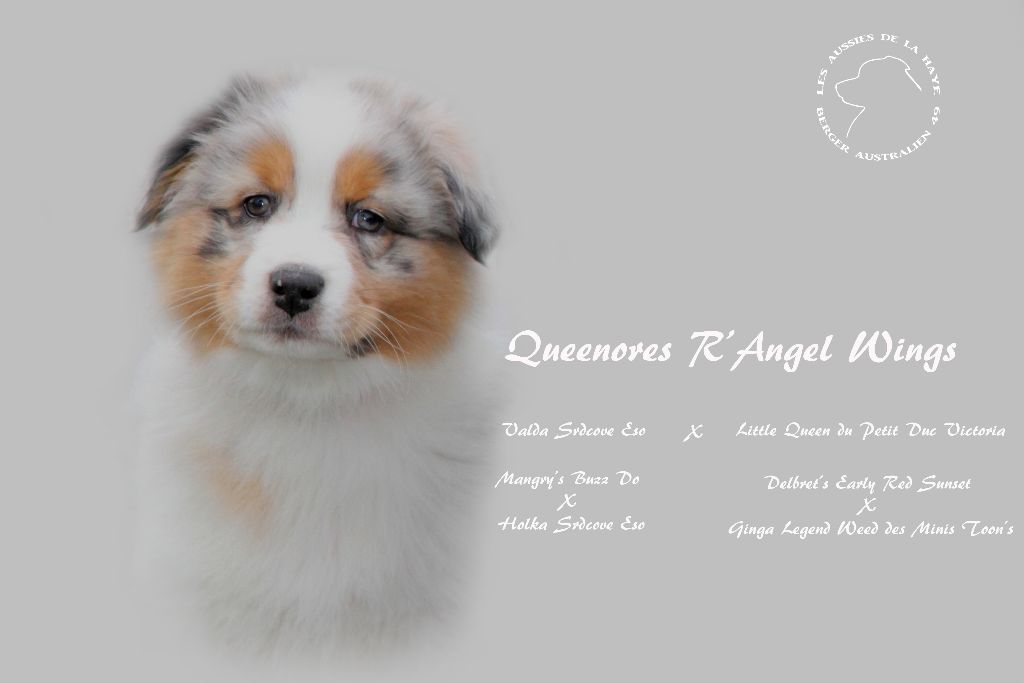 Queenores R'angel wings
