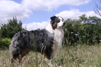 Sherpa des Chemins Cathares