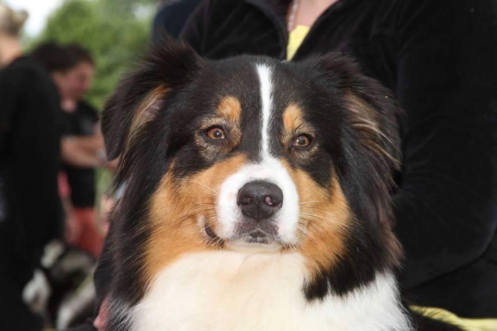 Hébène des aussies de la haye