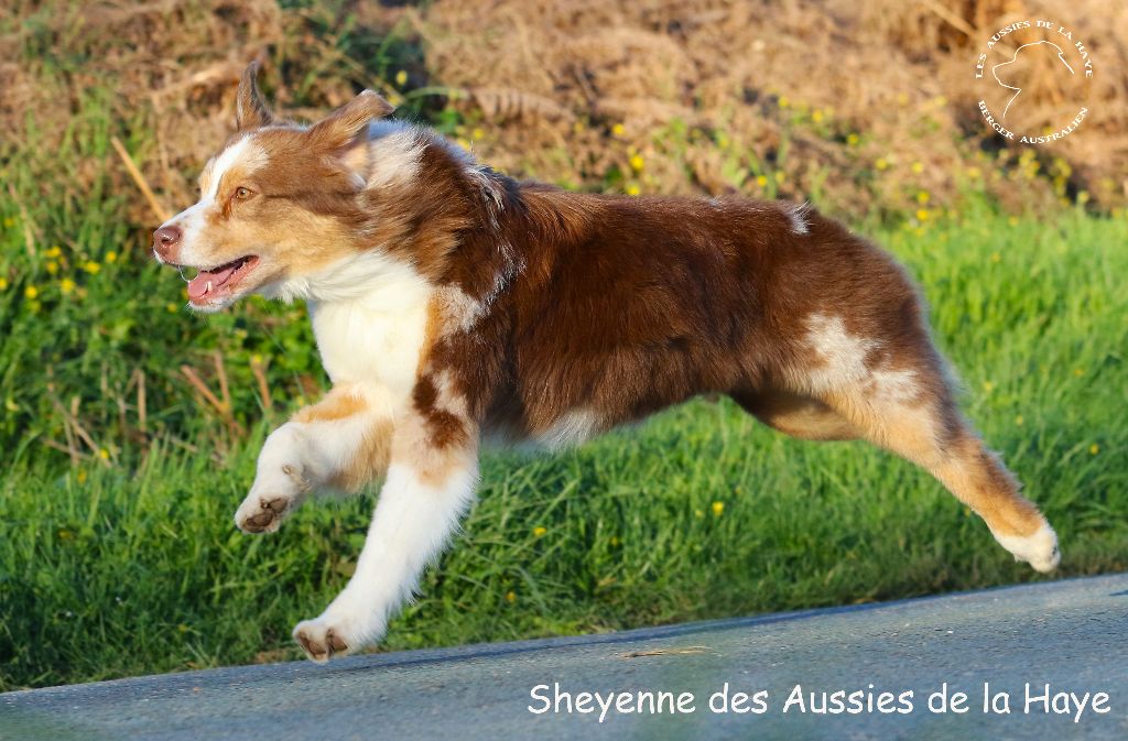 Sheyenne  à fond