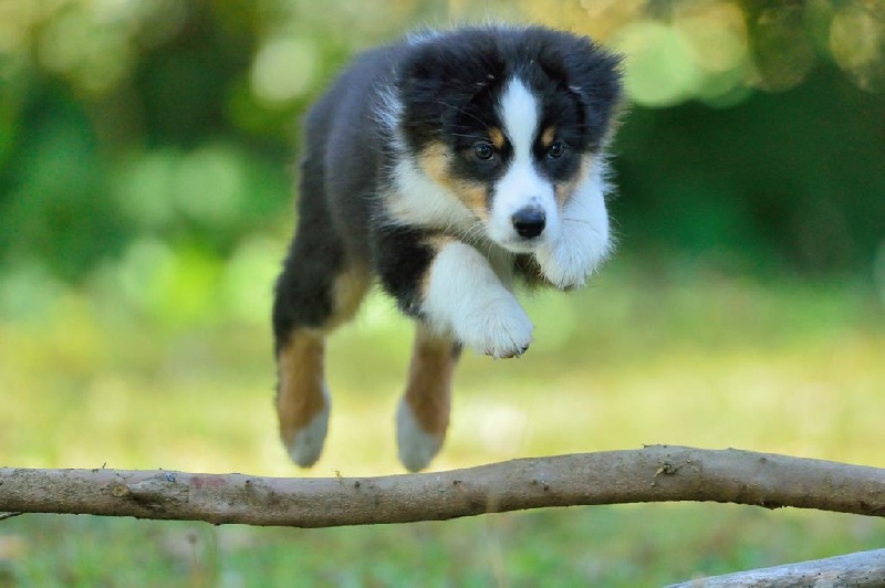 Les chiots d'Early