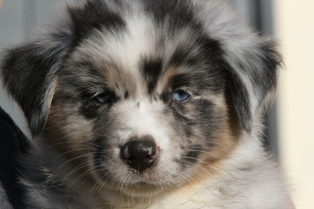 des aussies de la haye - Berger Australien - Portée née le 06/10/2020