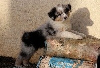 P'Aïko