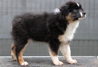 Perceval