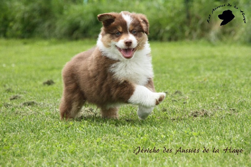 des aussies de la haye - Berger Australien - Portée née le 20/04/2014